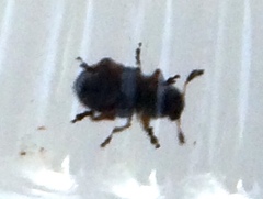 Trigonorhinus rotundatus