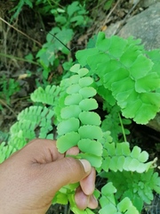 Adiantum amplum