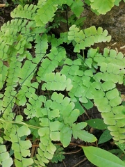 Adiantum amplum