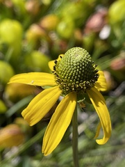 Rudbeckia californica