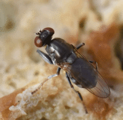 Ochthera tuberculata