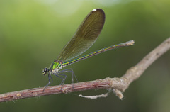 Calopteryx splendens intermedia