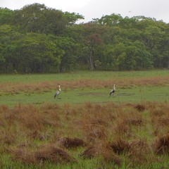 Bugeranus carunculatus