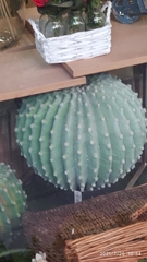 Cactaceae
