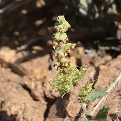 Ambrosia cordifolia