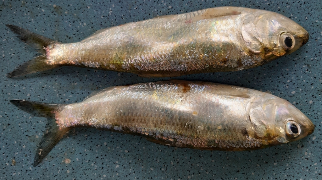Azov Shad