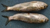 Paeostom Shad - Photo (c) Mykyta Peregrym, some rights reserved (CC BY-NC), uploaded by Mykyta Peregrym