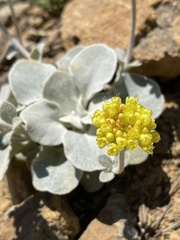 Eriogonum alpinum