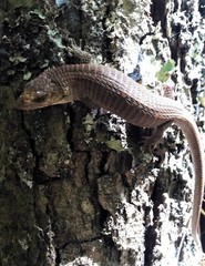Abronia lythrochila
