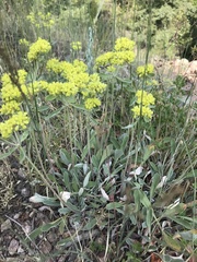 Eriogonum flavum