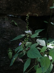 Salvia languidula