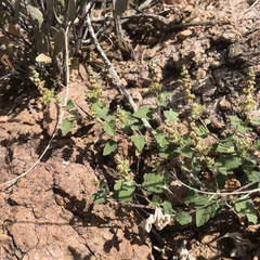 Ambrosia cordifolia