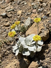 Eriogonum alpinum