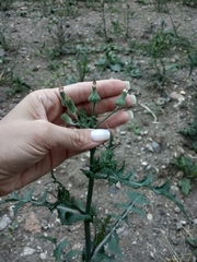 Sonchus oleraceus