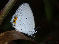 Everes lacturnus