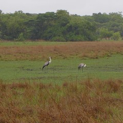 Bugeranus carunculatus
