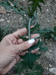 Sonchus oleraceus