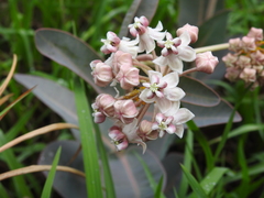 Asclepias macroura