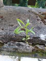 Floerkea proserpinacoides