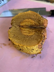 Calvatia rugosa