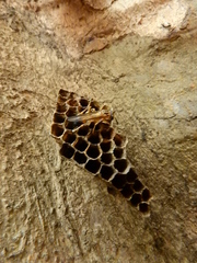 Mischocyttarus cerberus