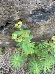 Euphorbia azorica