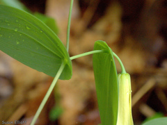 Uvularia perfoliata