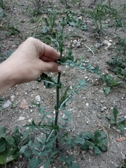 Sonchus oleraceus