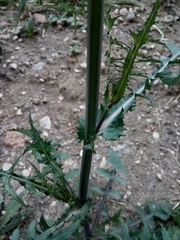 Sonchus oleraceus