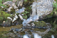 Hymenolaimus malacorhynchos