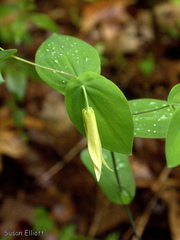 Uvularia perfoliata