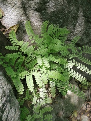 Adiantum amplum