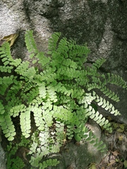 Adiantum amplum