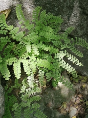 Adiantum amplum