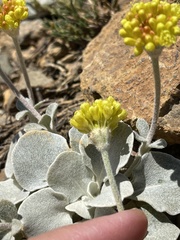Eriogonum alpinum