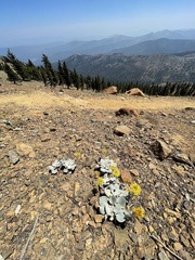 Eriogonum alpinum