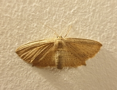 Phalacra vidhisara