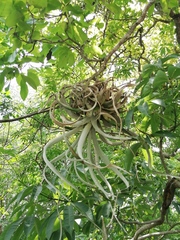 Tillandsia xerographica, photograph Carlos Domínguez-Rodríguez, CC BY, iNaturalist via GBIF