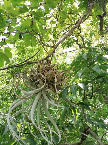Tillandsia xerographica, photograph 6