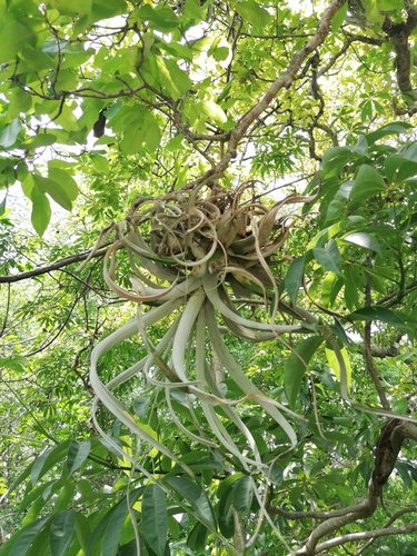 Tillandsia xerographica, photograph 5
