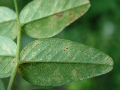 Uromyces viciae-fabae