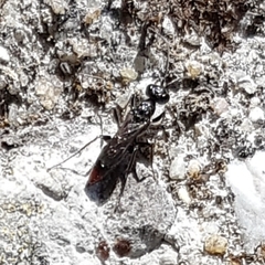 Dolichurus haemorrhous