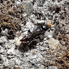 Dolichurus haemorrhous