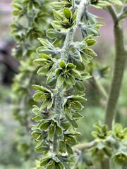 Veratrum viride
