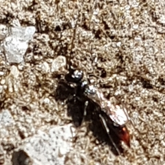 Dolichurus haemorrhous