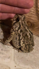 Anaxyrus fowleri