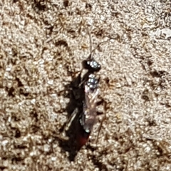 Dolichurus haemorrhous