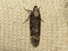 Chionodes thoraceochrella