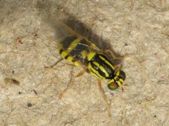 Oxycerini
