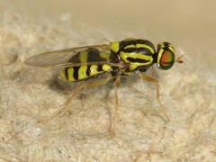 Oxycerini